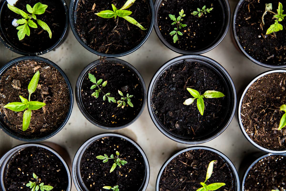 Turf & Planting